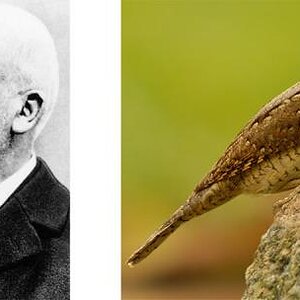 HarryBelafonte - Lösung: Gottlieb Wendehals