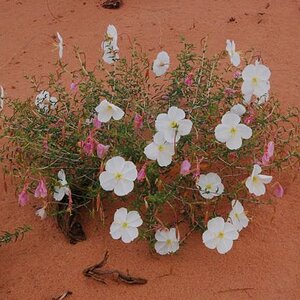 Blumen in der Wüste