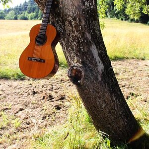 Framus am Baum