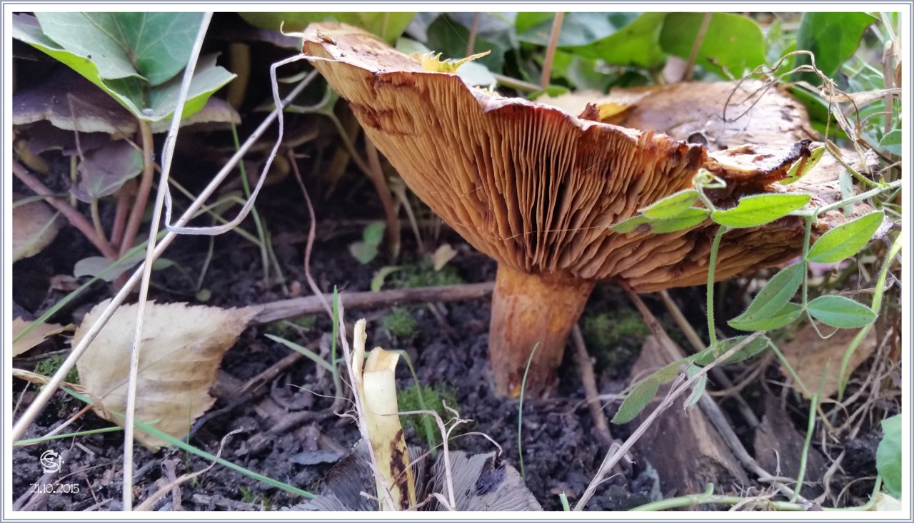 20151021_153140Rsig Pilz Kahler Krempling Giftig