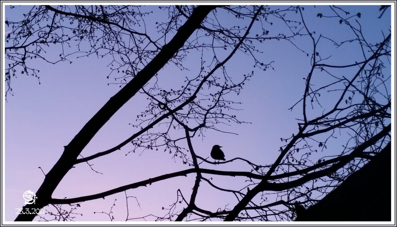 20170325_191010 Rsig Abendlied Der Amsel