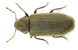 300px-Anobium_punctatum_NOS