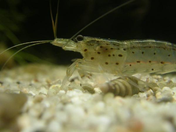 Eine Amano-Garnele aus dem Aquarium. 2009.
Kamera: Sanyo Xacti J2