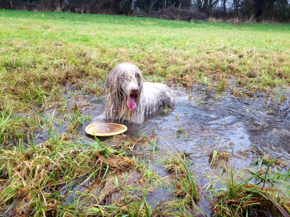 frisbee
