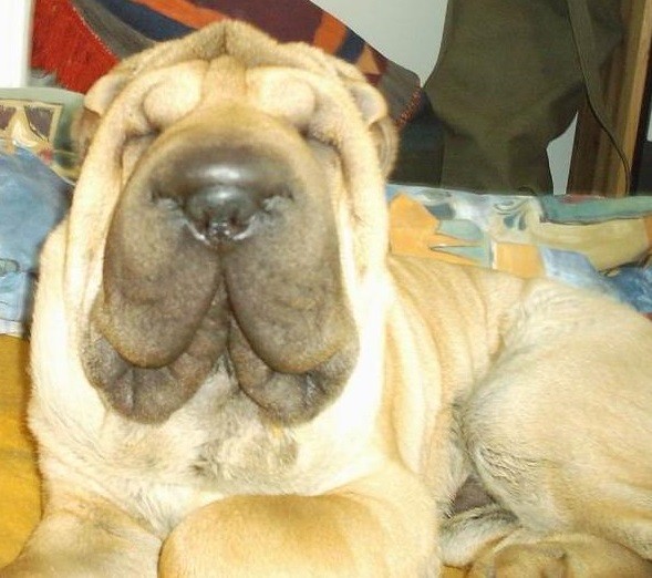 Hundebaby