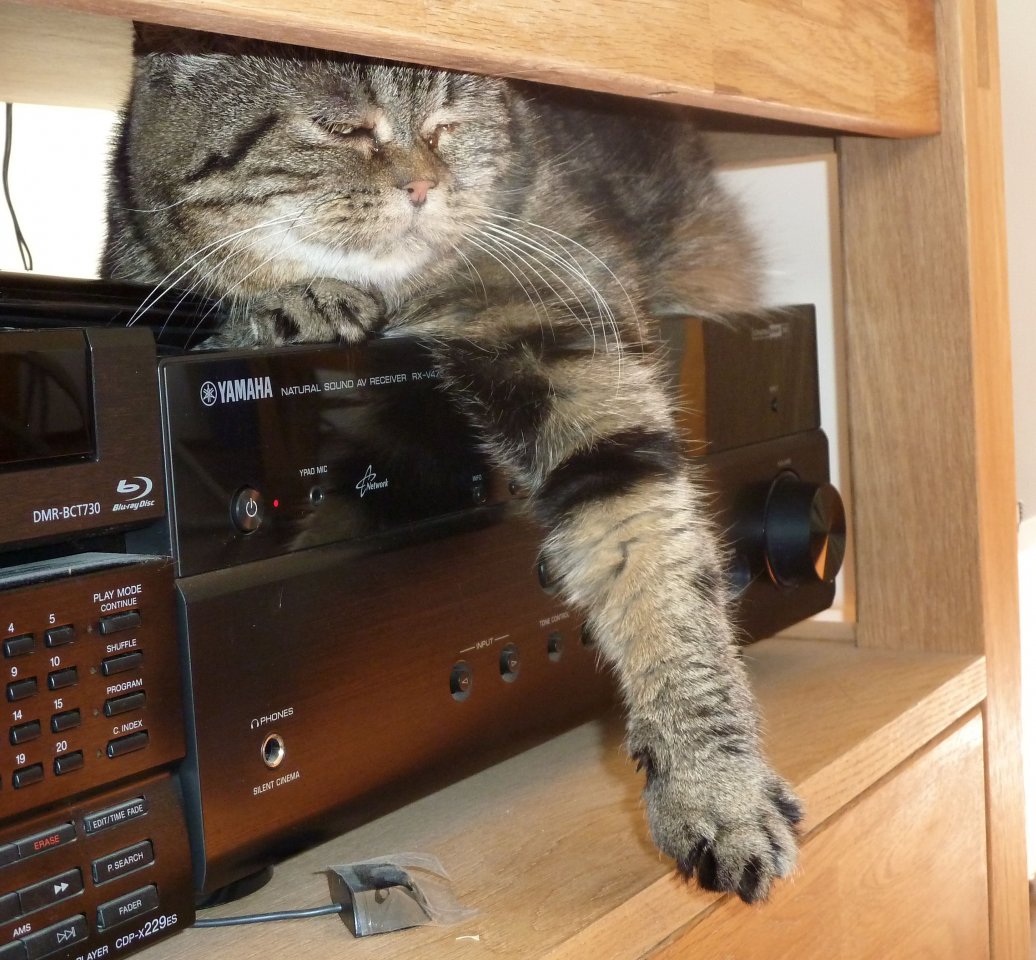 Katze auf dem warmen Verstärker