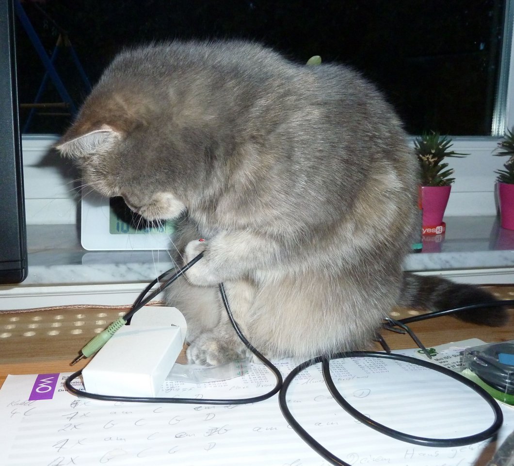 Katze hilft mit Kabel