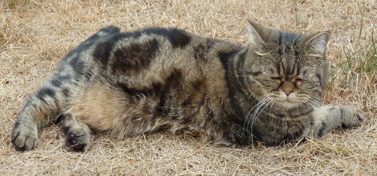 Katze im Garten