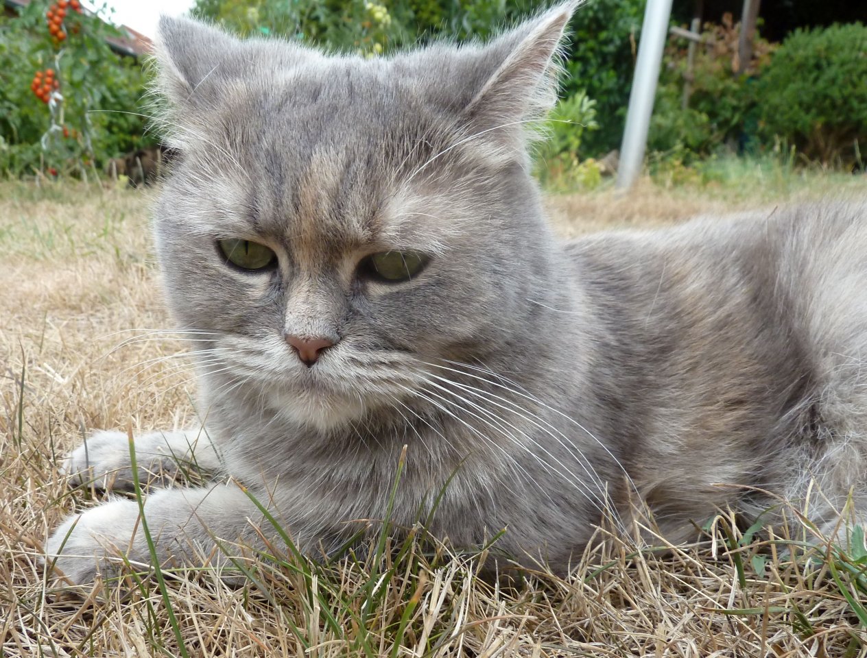 Katze im Garten