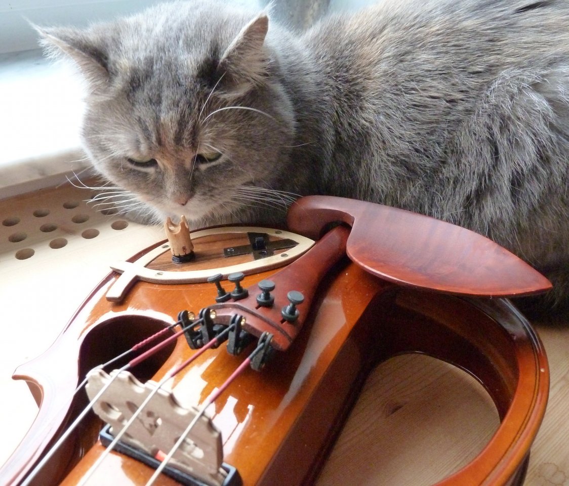 Katze mit E-Geige