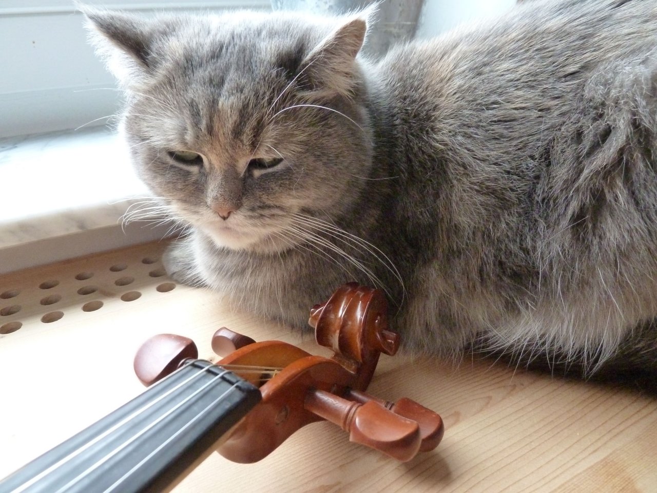 Katze mit E-Geige