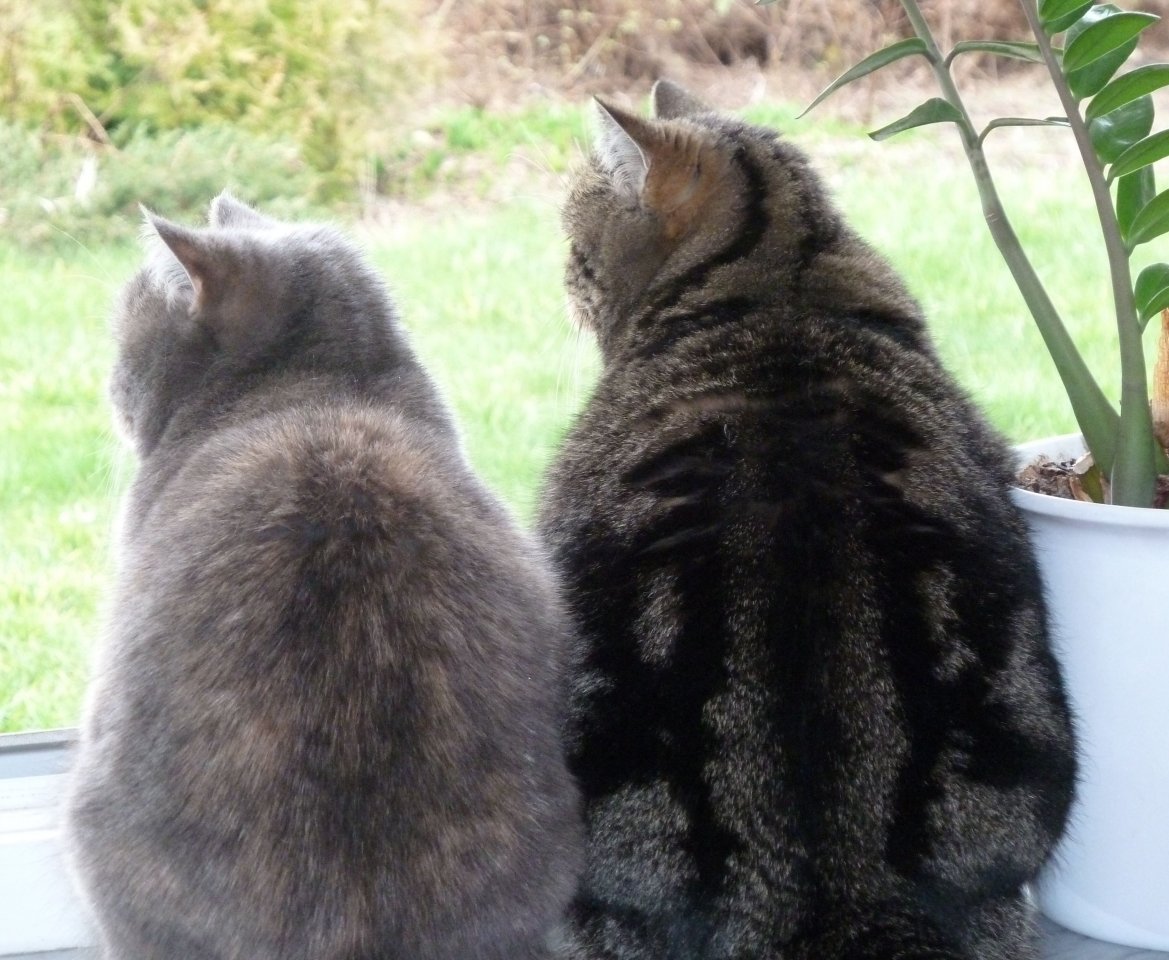 Katzen am Fenster
