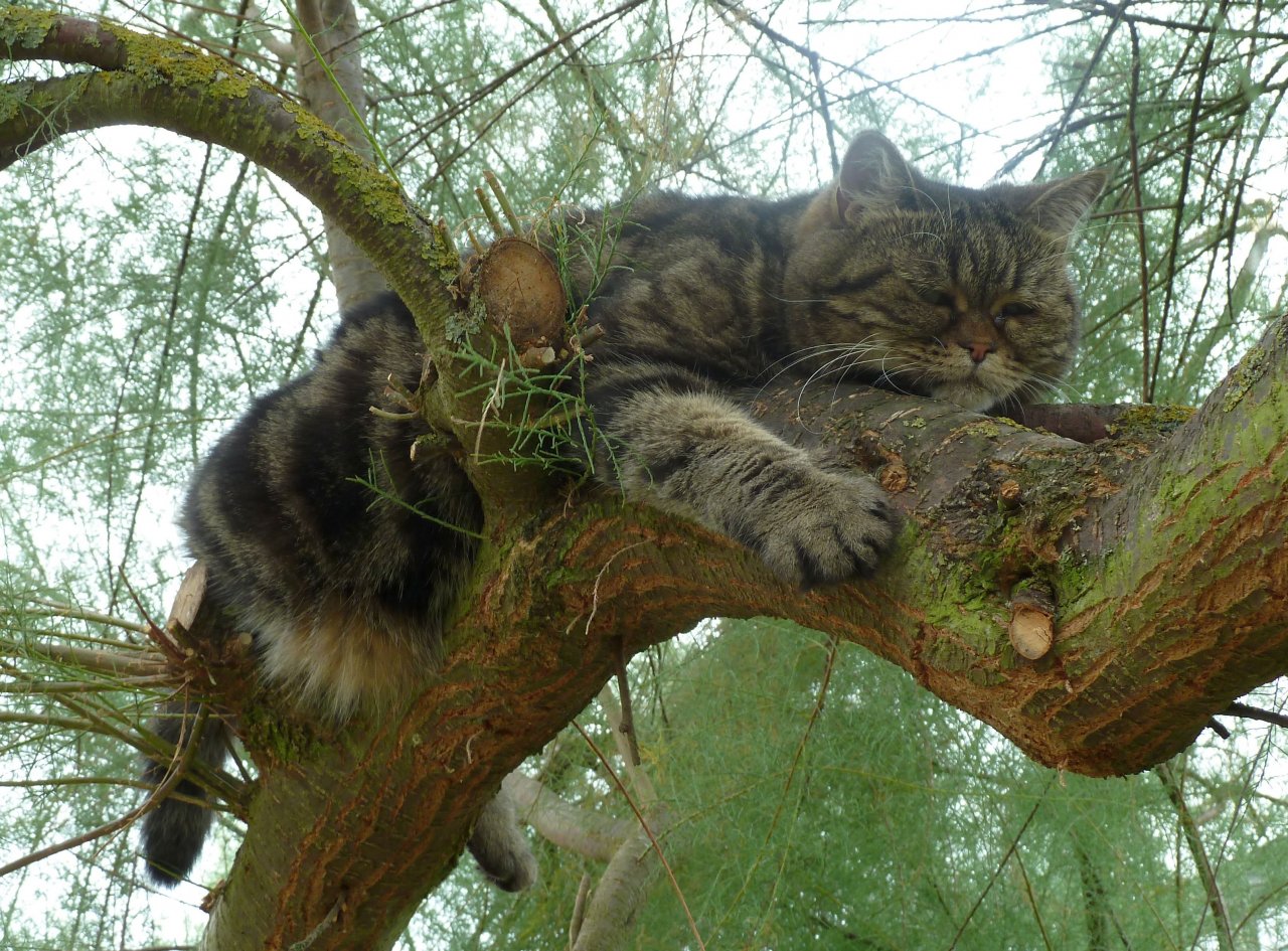 Katzen-Lieblingsplatz