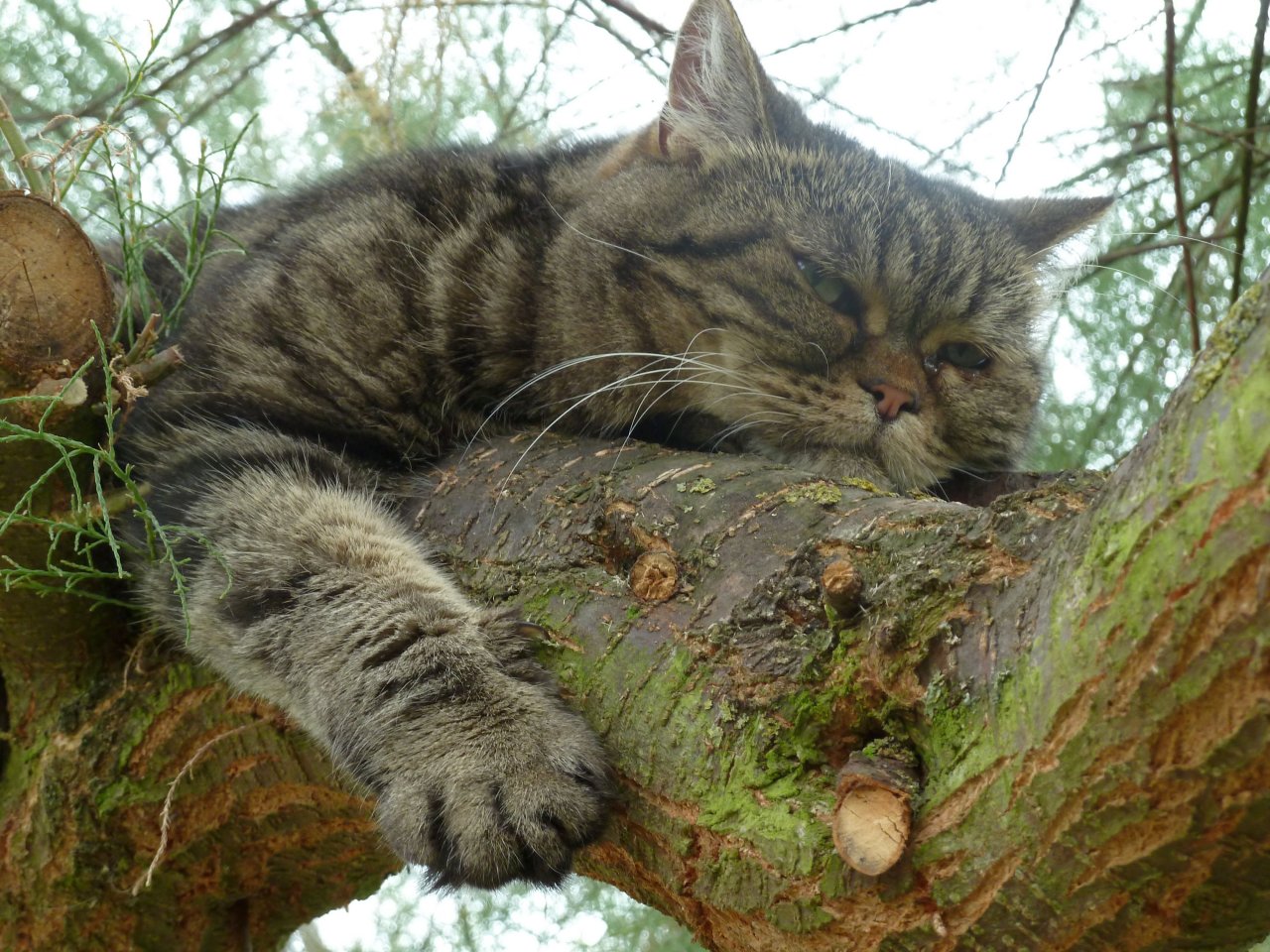 Katzen-Lieblingsplatz