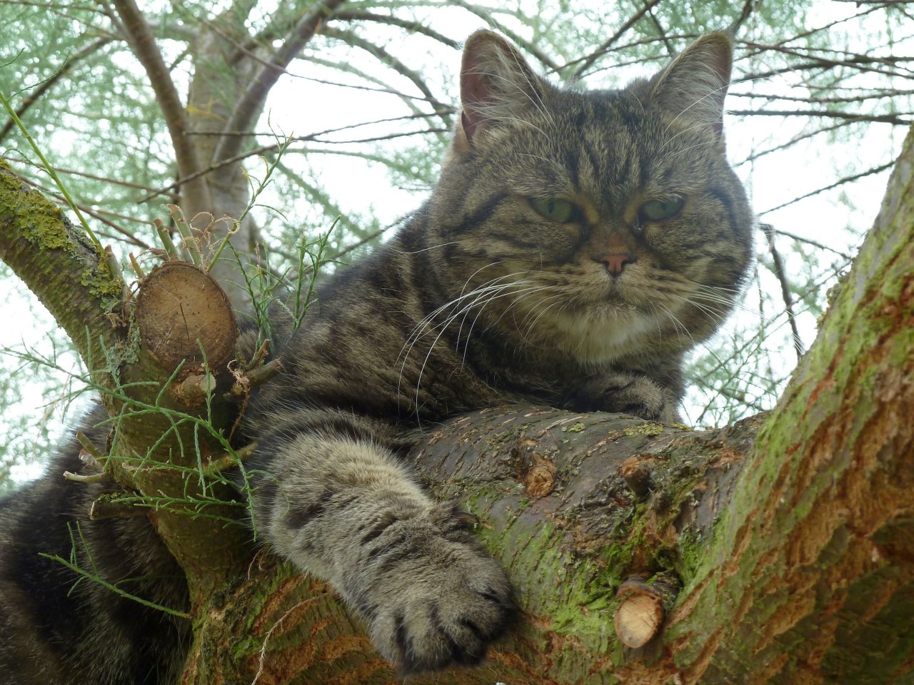 Katzen-Lieblingsplatz