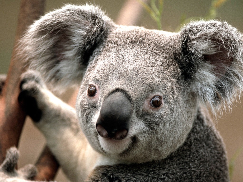 koala jpg