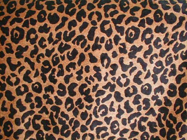 leopard