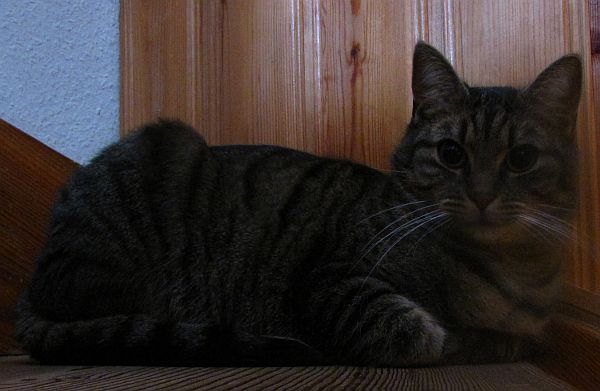 Mein Kater auf der Treppe