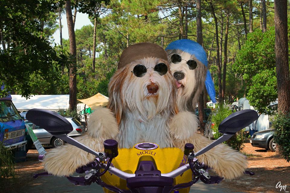 mogli2