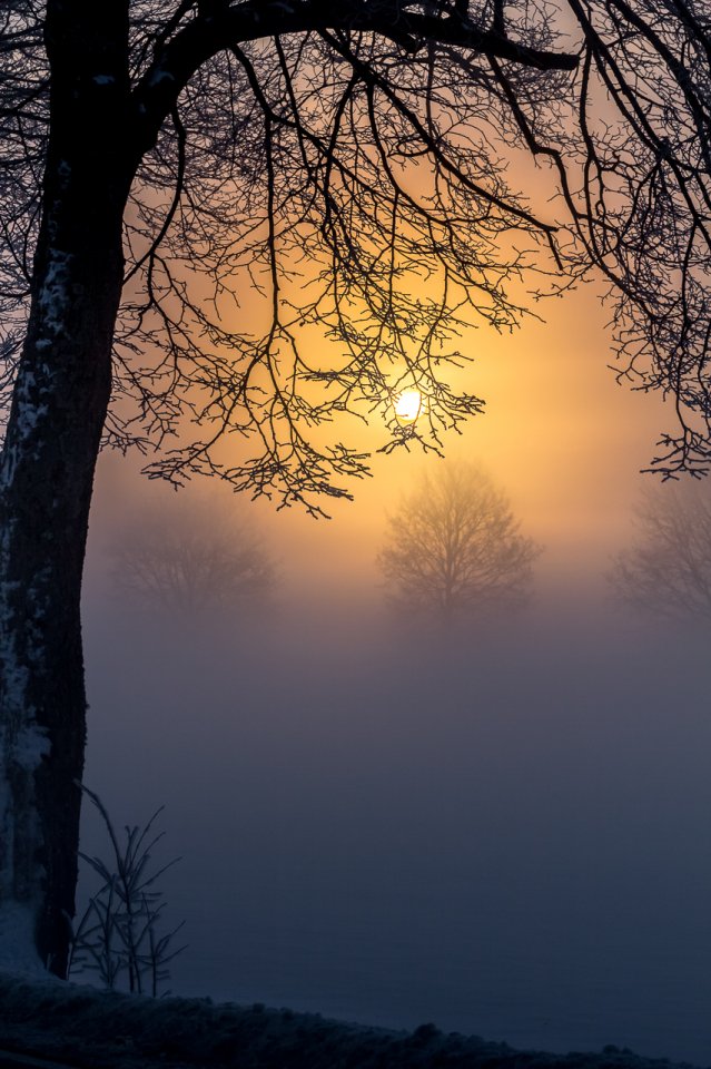 Morgens