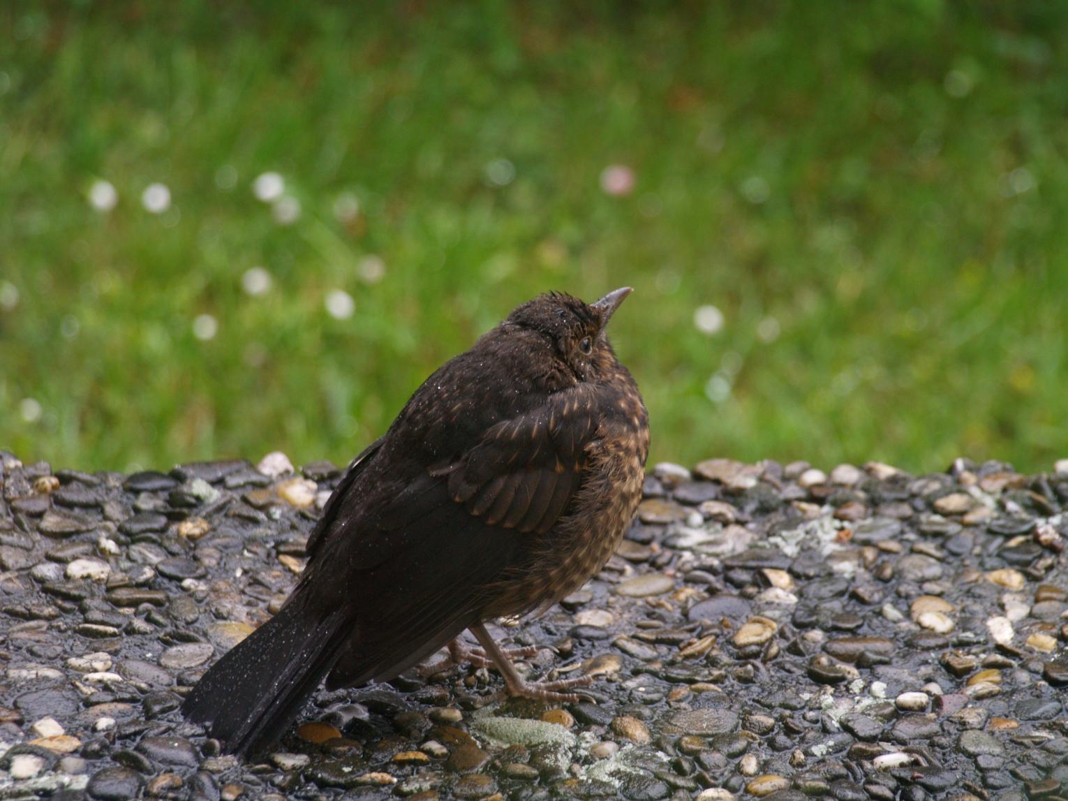 nasse Amsel