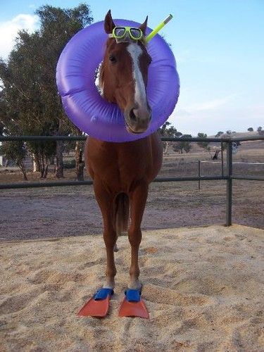 pferd