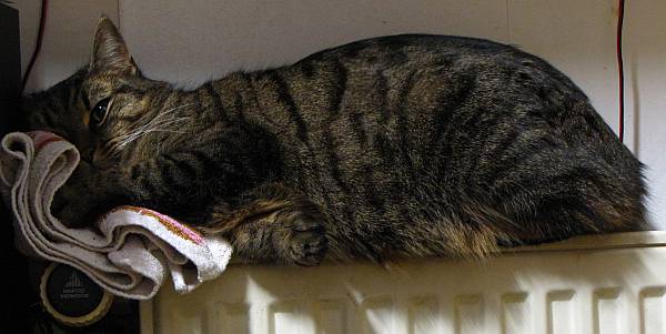 Und ein verfrorenes Katerchen, das gerne mal auf der Heizung liegt.