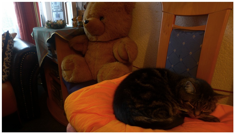 meinekatzen0x0f.jpg