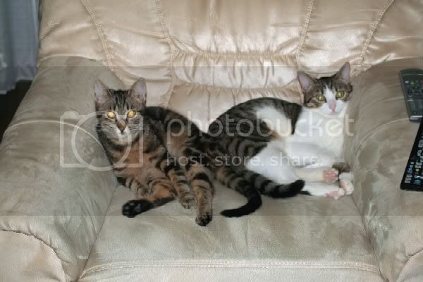 kittehnew1.jpg