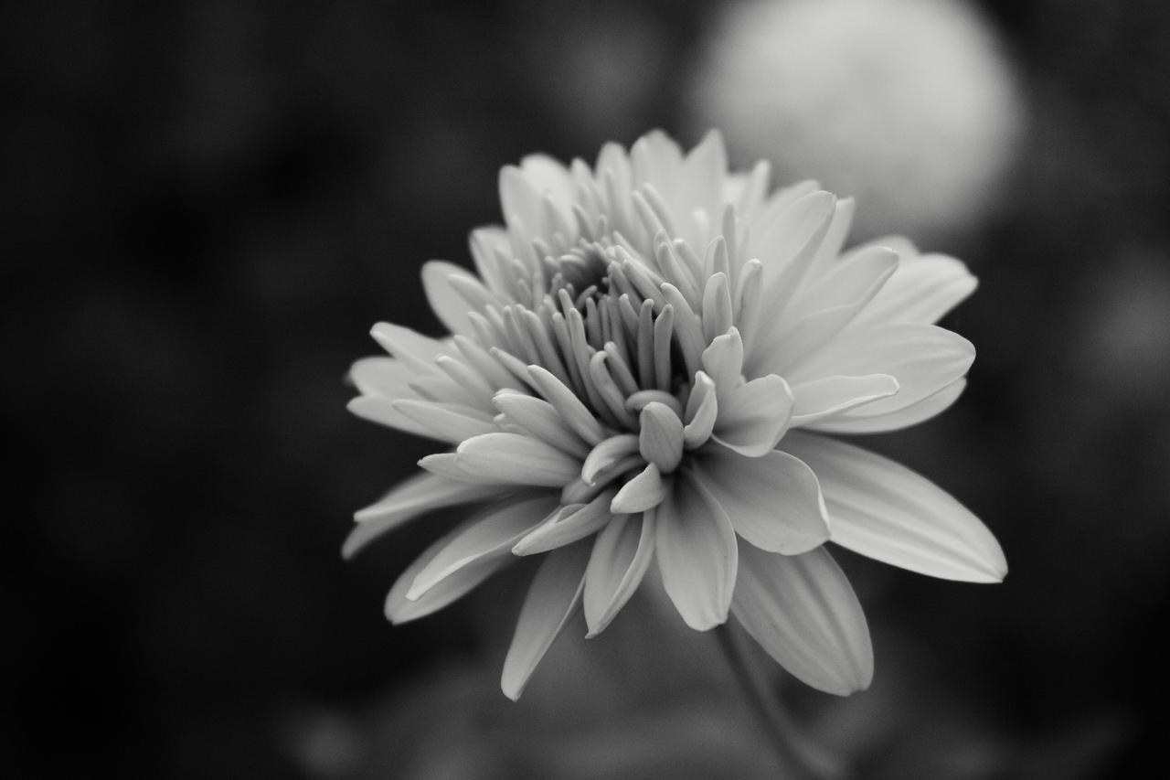 soft_features_by_roswell1947-d3fxyqd.jpg