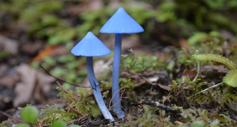 blue-mushrooms-shutterstock-800x430.jpg