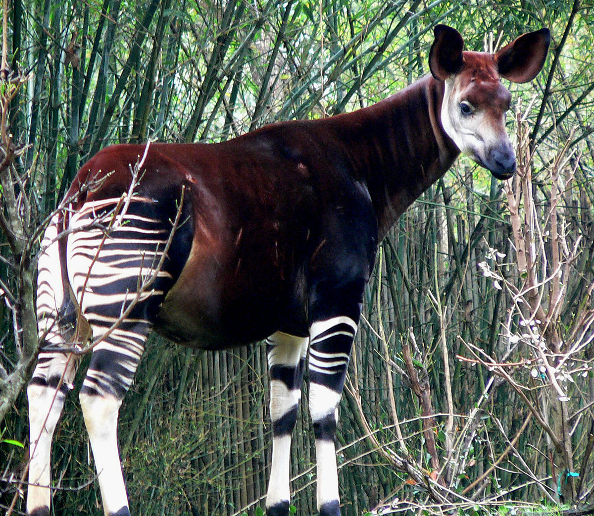 1200px-Okapi2.jpg