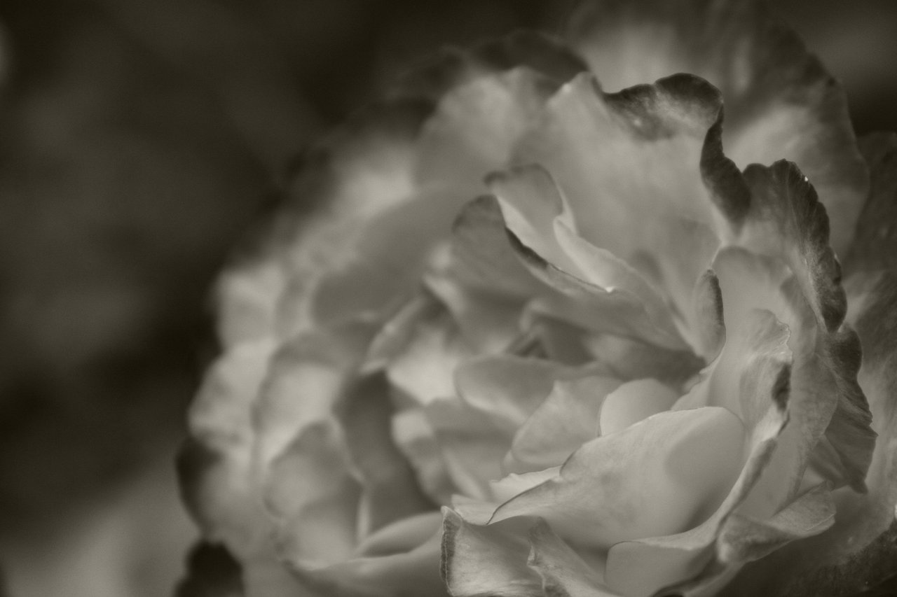 depressive_softness_by_roswell1947-d3fxyt6.jpg