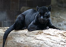 220px-Jaguar.jpg