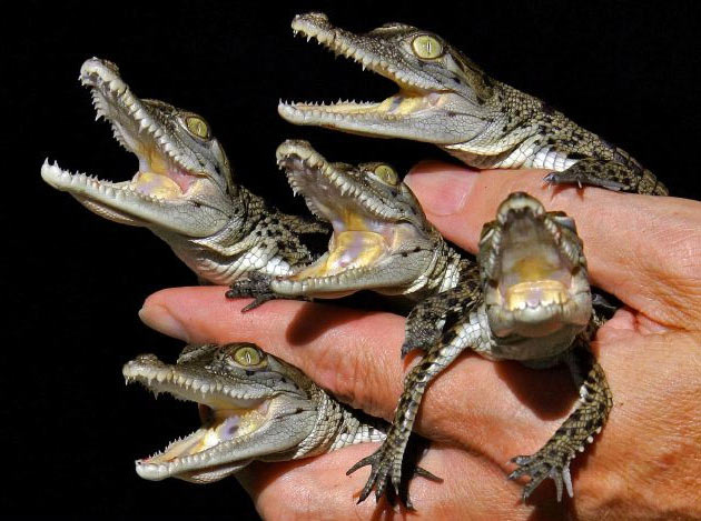 babycrocodilesinhand.jpg