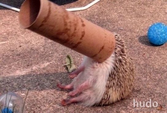 image.jpg