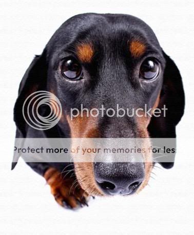Hundeblick.jpg