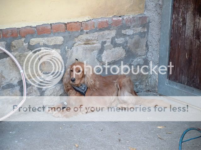dog.jpg