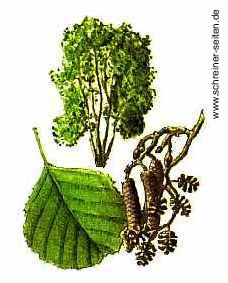erle-baum.jpg