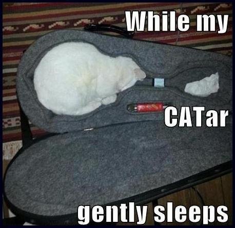 Guitar-Funny-Cat.jpg