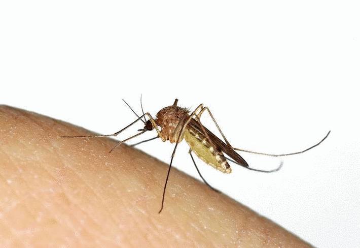 moustique-piqure-moustique-chasser%20-les%20-moustiques.jpg