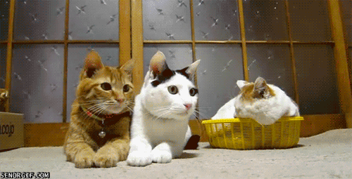 tumblr_ljtontdiGu1qzg8t0o1_500.gif