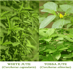 jute-plant.gif