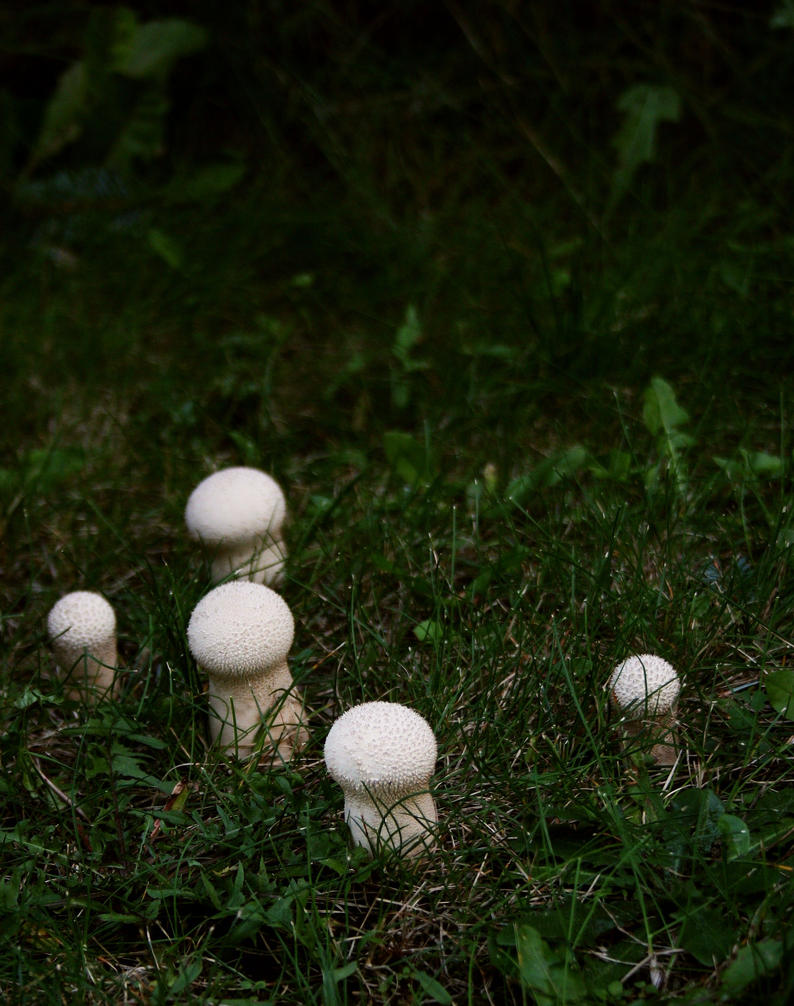 mushrooms_by_roswell1947-d42gwez.jpg