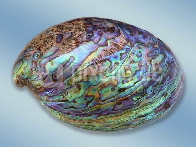 1--246409-Paua%2520Muschel%2520(Abalone)-pixelio.jpg