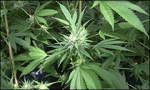 _38168078_weedtech-bbc300.jpg