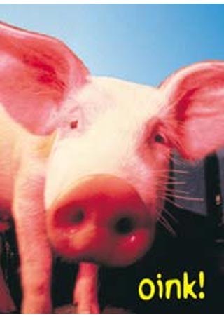 lgmpe1062+oink-pig-mini-poster.jpg