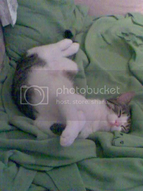 kittehnew3.jpg