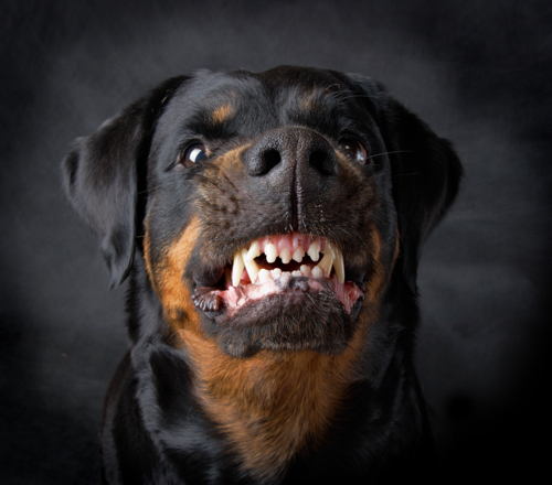 shutterstock-rottweiler-kampfhund-klein.jpg