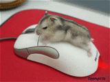 29219j6cz0c3461.gif